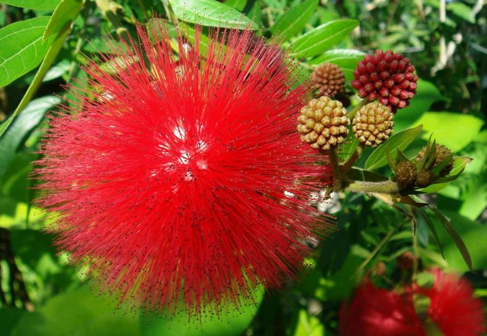 Королевский Ботанический Сад