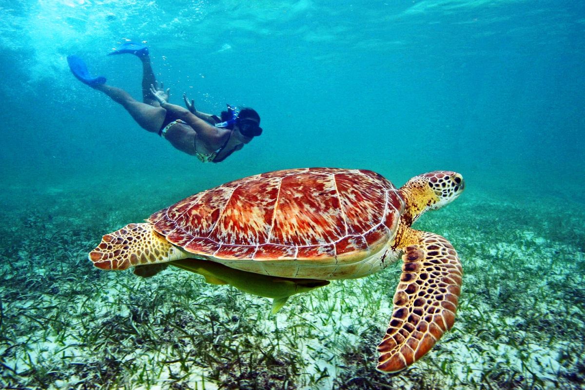 Пленительный природный мир Мальдивских островов