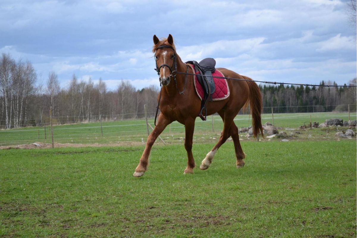 Хутор Калаоя