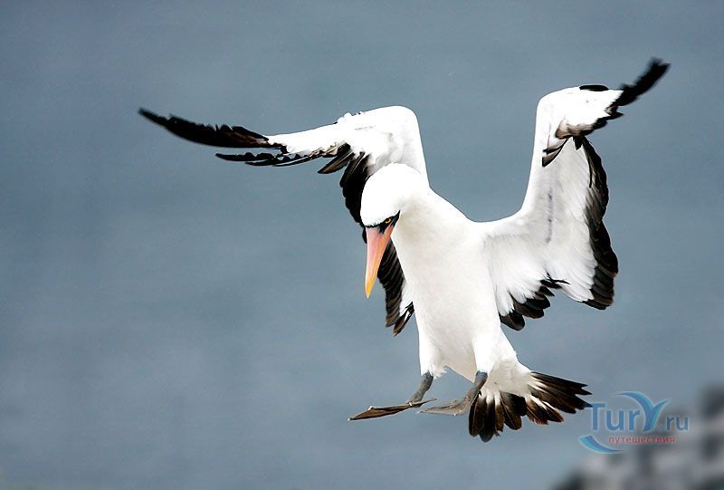 Мыс Пунта Шуарес