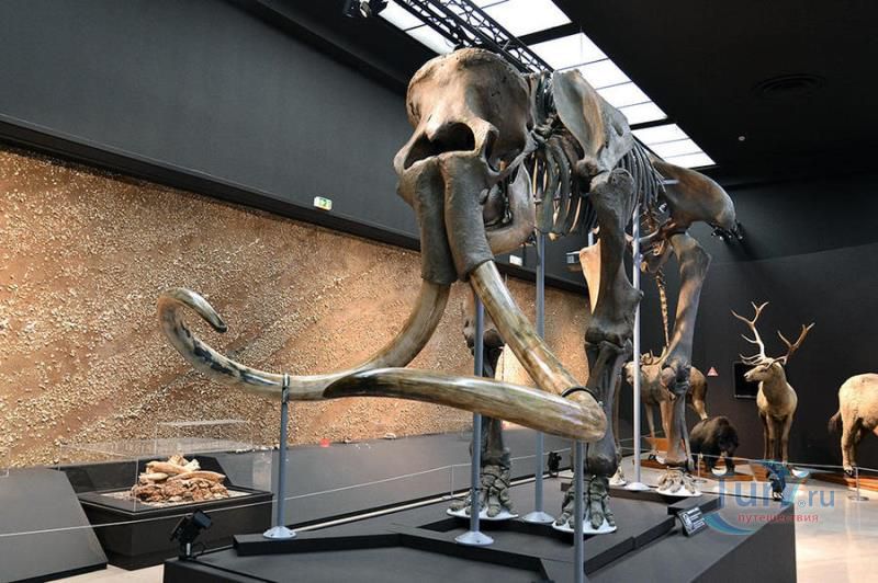 Музей доисторической антропологии