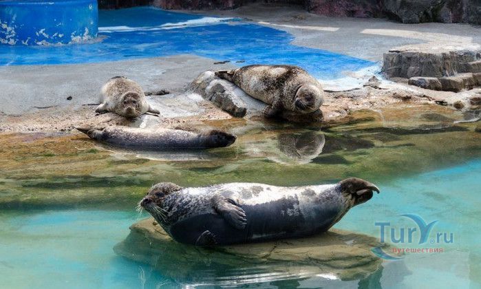 Сеульский Зоопарк