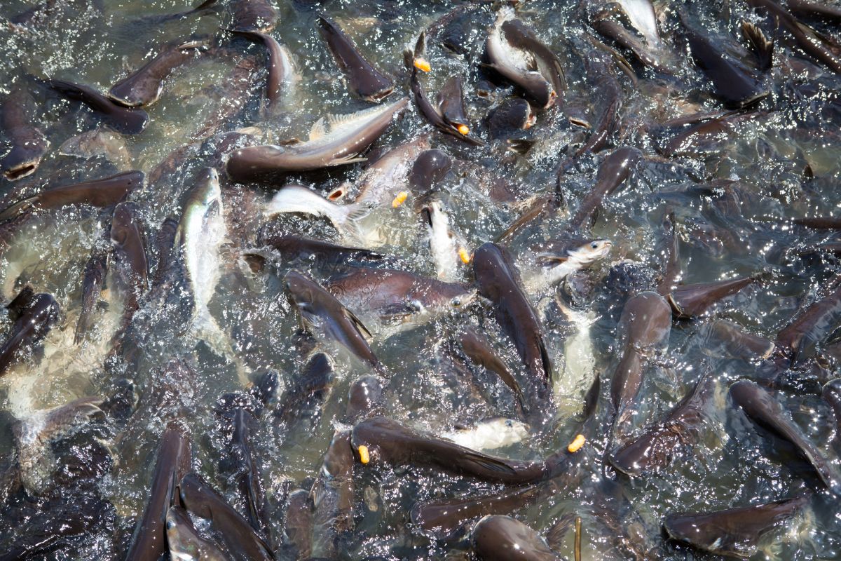 Рыбный заповедник Кхонг Кут Вай (Khong Kut Wai)