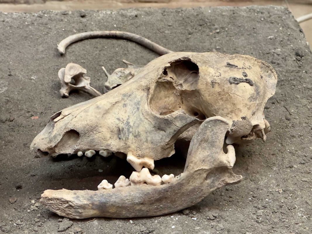 Вроцлавский археологический музей