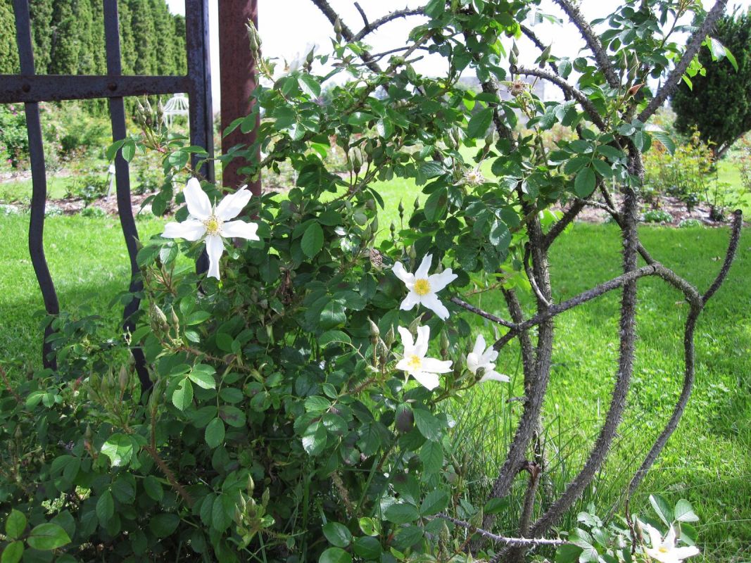 Пылтсамааский розарий