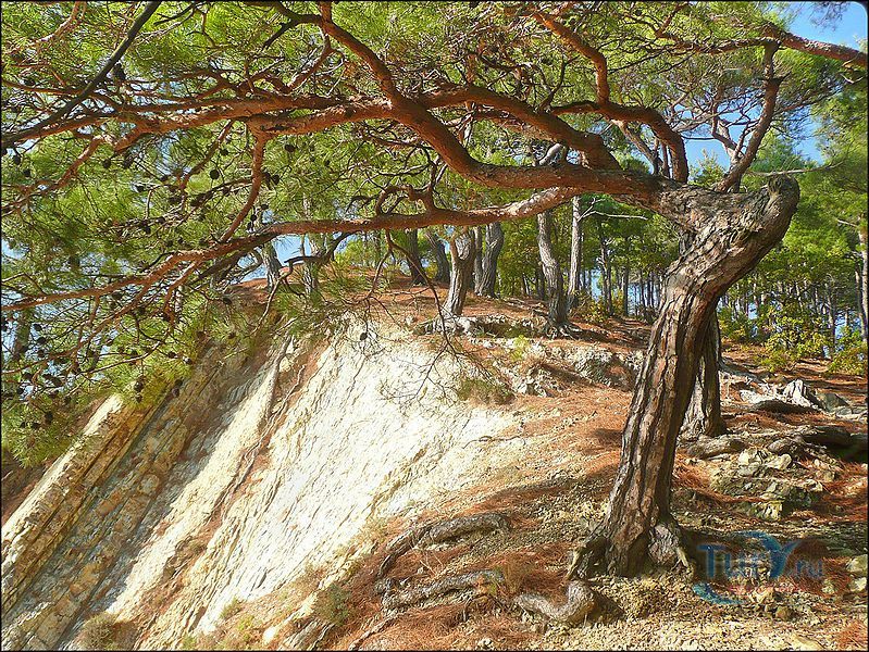 Джанхотский бор пицундской сосны