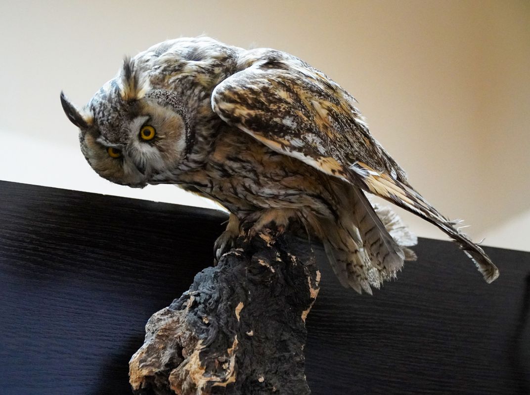 Житомирский музей природы