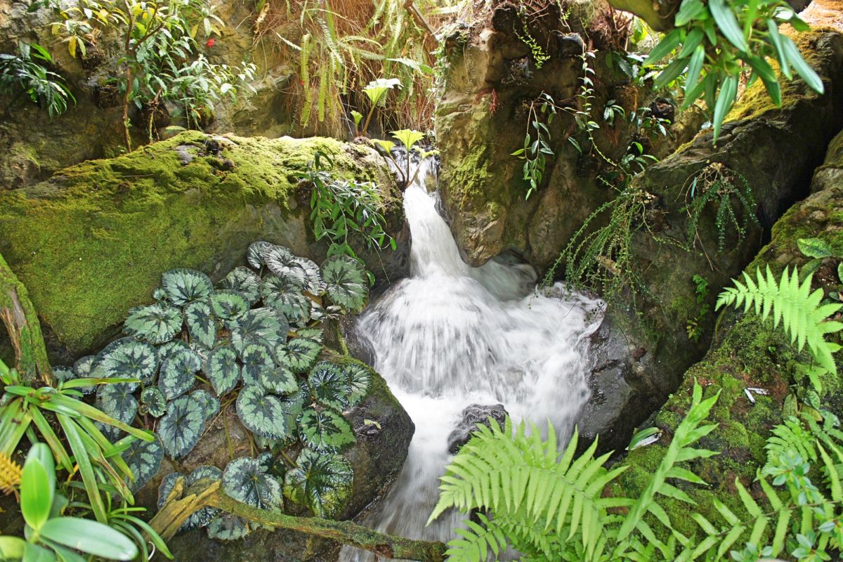 Сингапурский ботанический сад