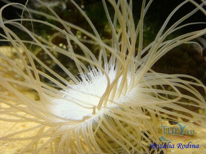 Подводный мир Лангкави