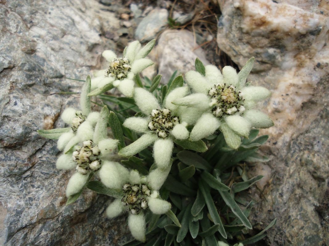 Сарычат-Эрташский государственный заповедник