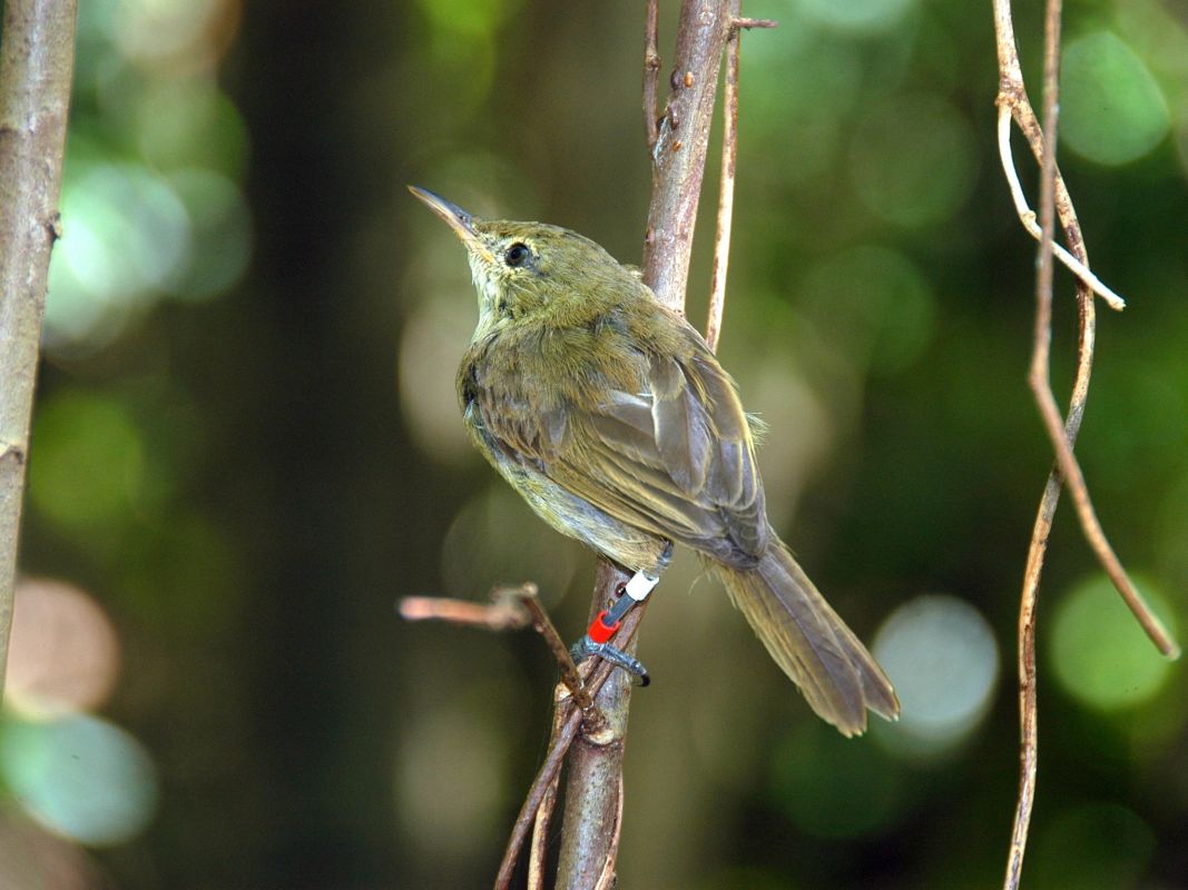 Особый заповедник острова Кузин