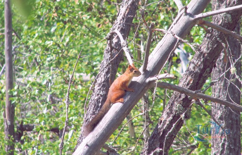 Государственный Природный Заказник Былина