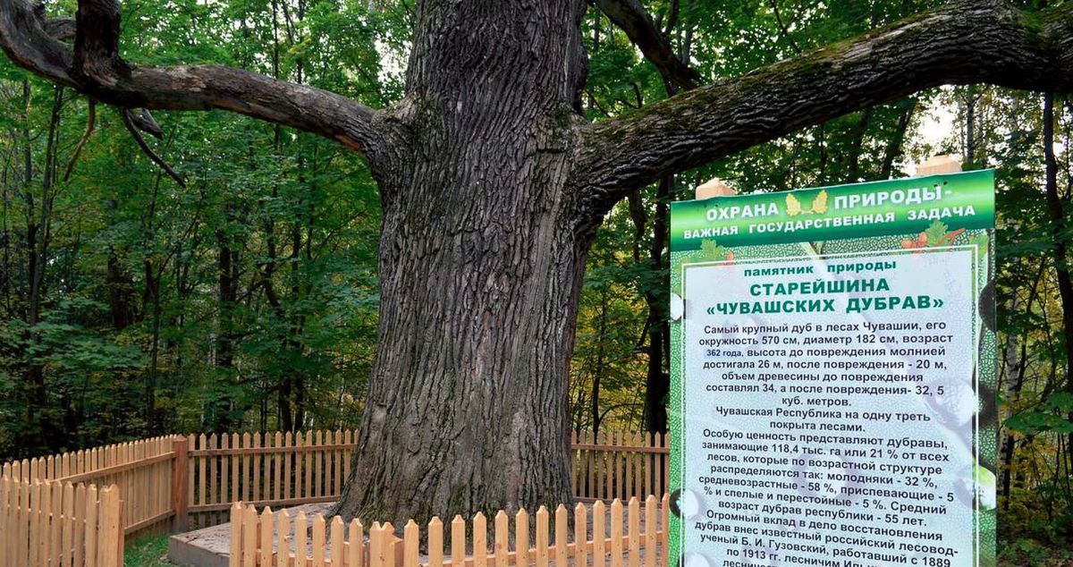 Старейшина чувашских дубов