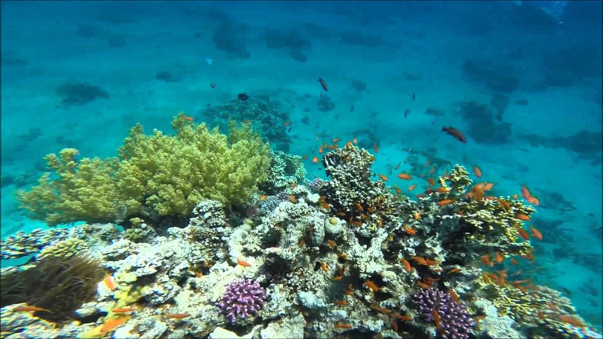 Дайв-сайт Голден Блокс на юге Дахаба