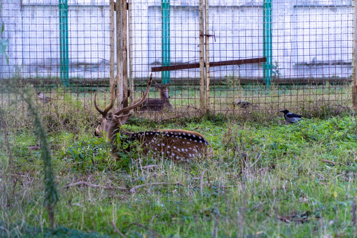 Зоопарк в Батуми
