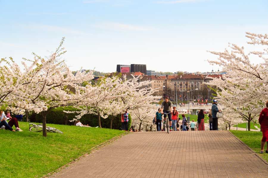 Парк сакуры Тиунэ Сугихары