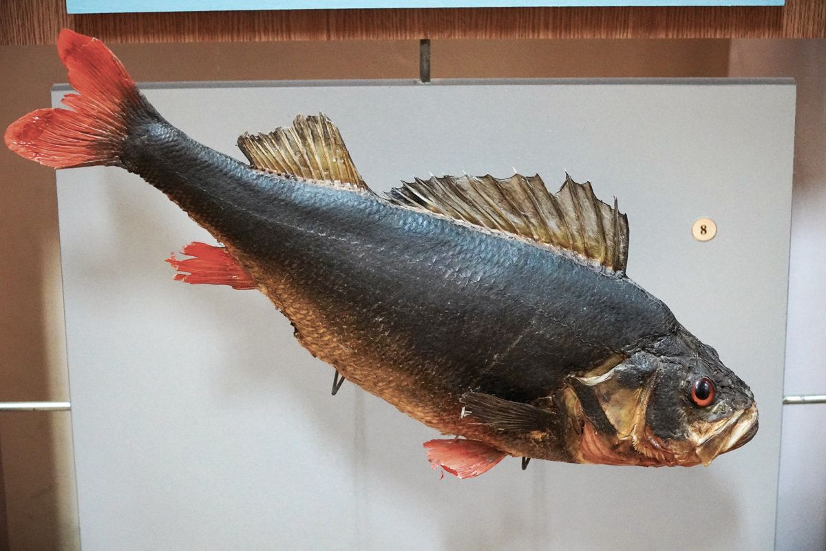 Житомирский музей природы