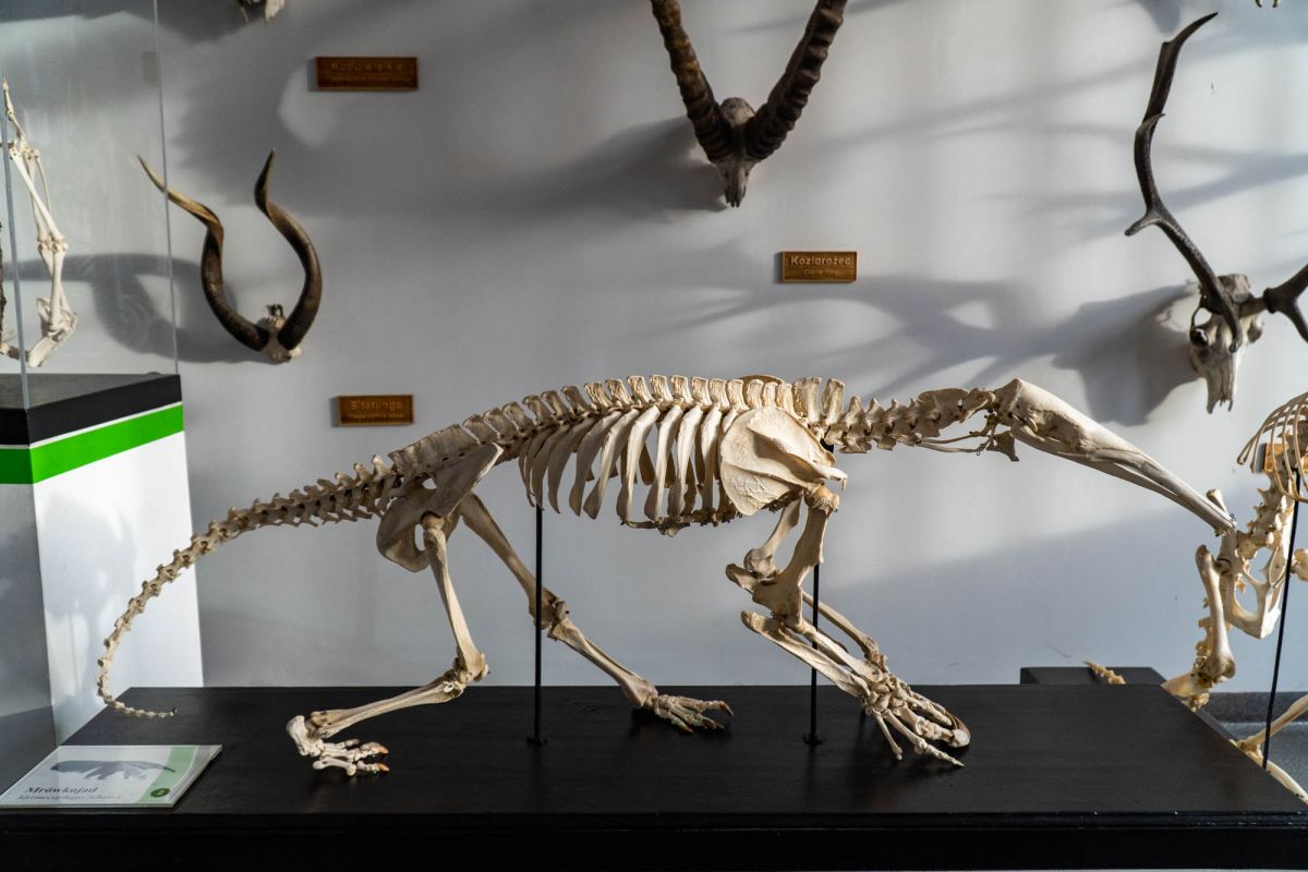 Музей естественной истории Вроцлавского университета