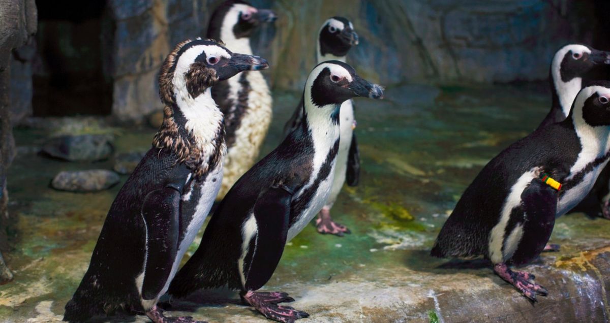 Пингвинарий