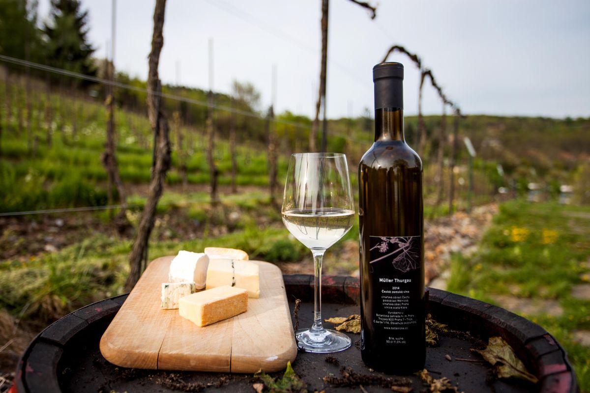 Виноградники святой Клары (Vinice sv. Kláry)