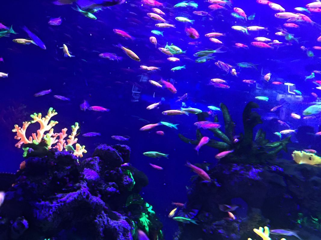 Океанариум Морская Сказка в Киеве