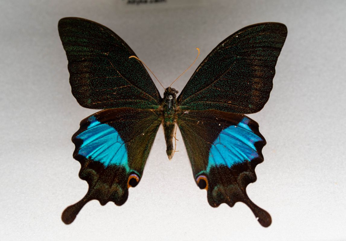 Музей естественной истории Вроцлавского университета