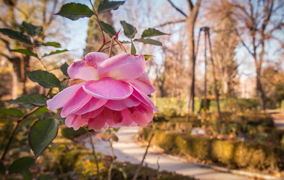 Королевский ботанический сад Мадрида