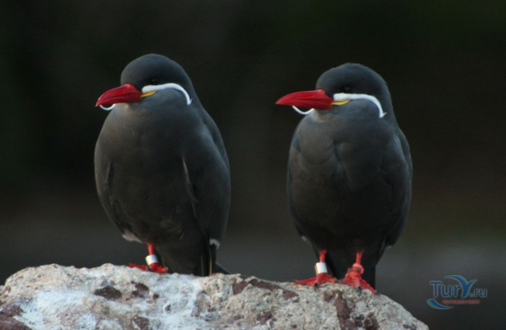 Бронкский зоопарк