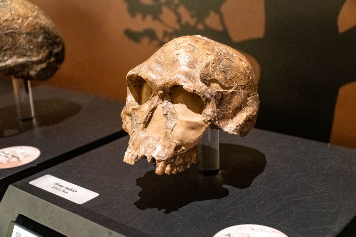 Музей доисторической эпохи Валенсии