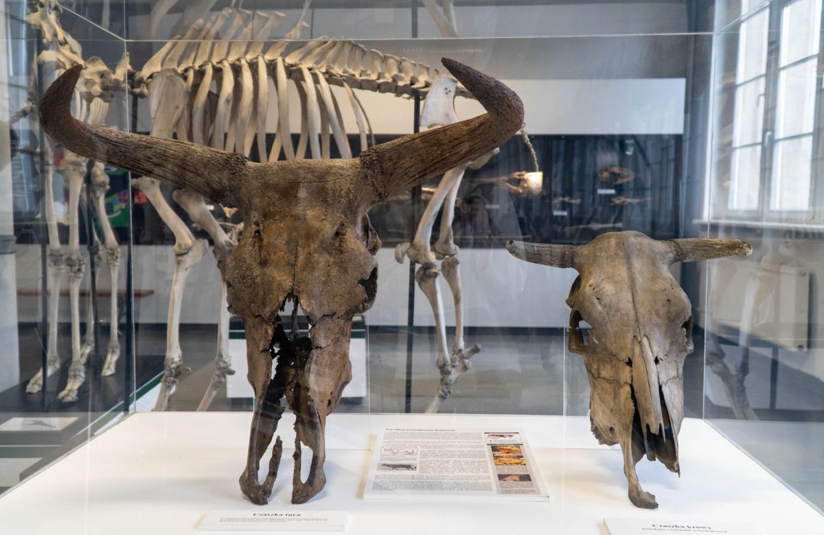 Музей естественной истории Вроцлавского университета