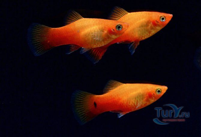 Батумский Аквариум