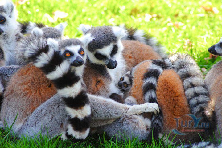 Зоопарк Живая Африка