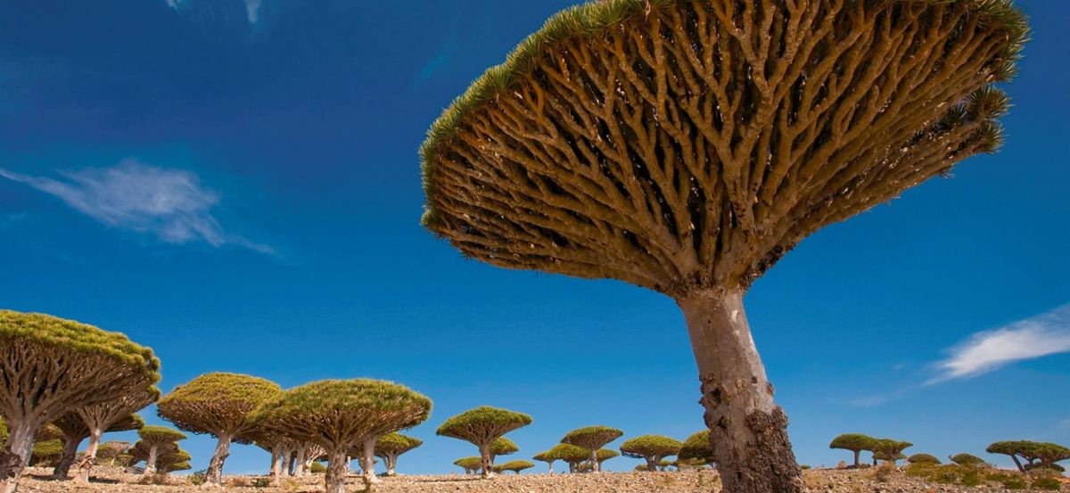 Архипелаг Сокотра