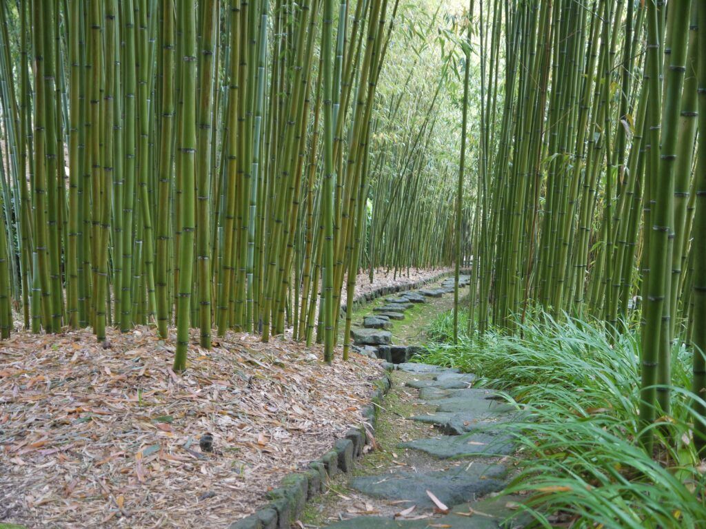 Музей бамбука в парке Ракусаи Тикурин (Бамбуковый лес)