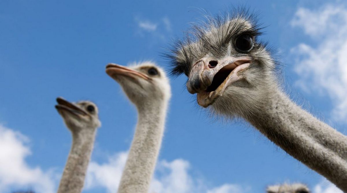 Страусиная Ферма Экзотик