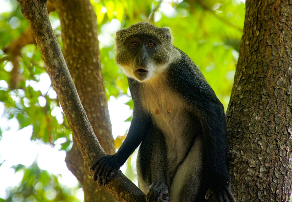 Bidi Badu Beach Resort