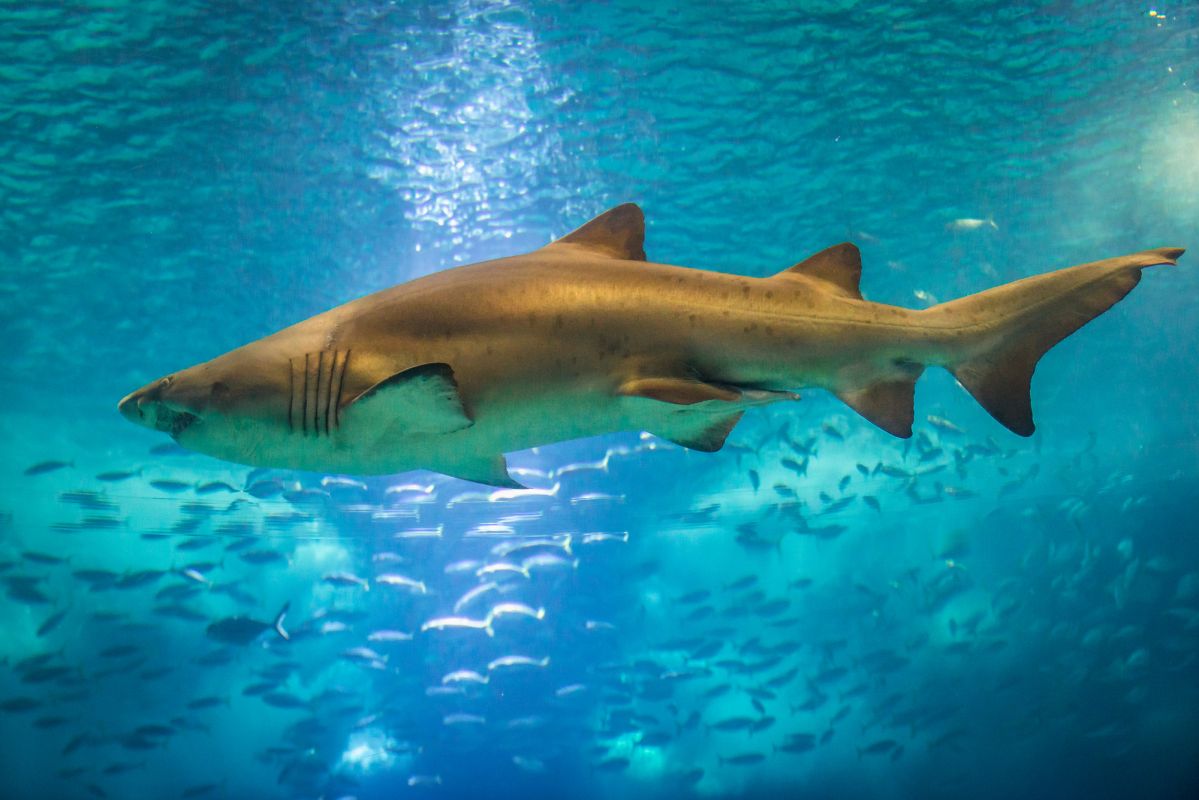 Лиссабонский океанариум