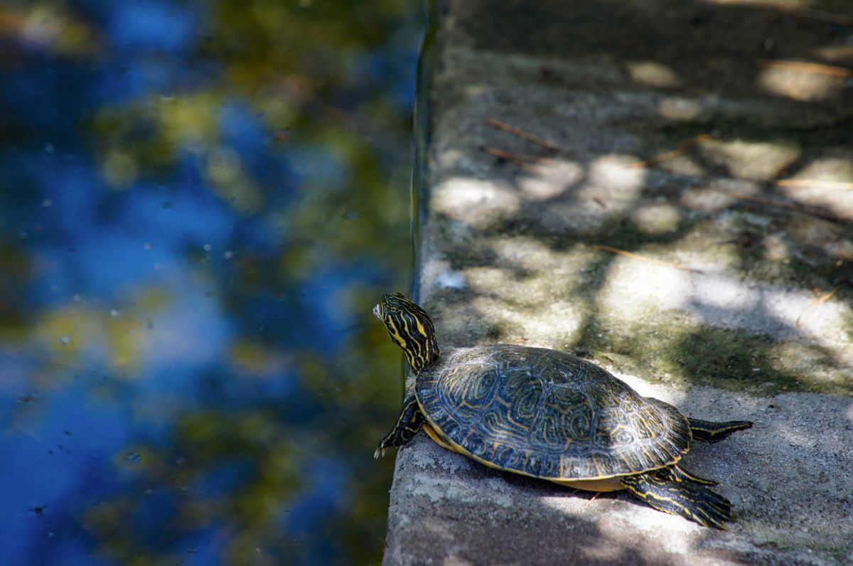 Парк Марешала Кармона