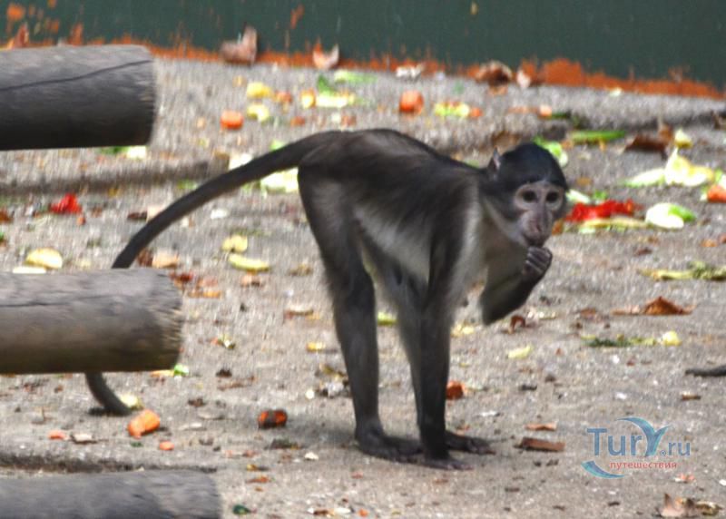 Барселонский зоопарк