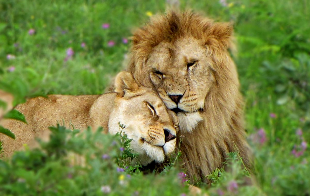 Сафари-парк Тайган