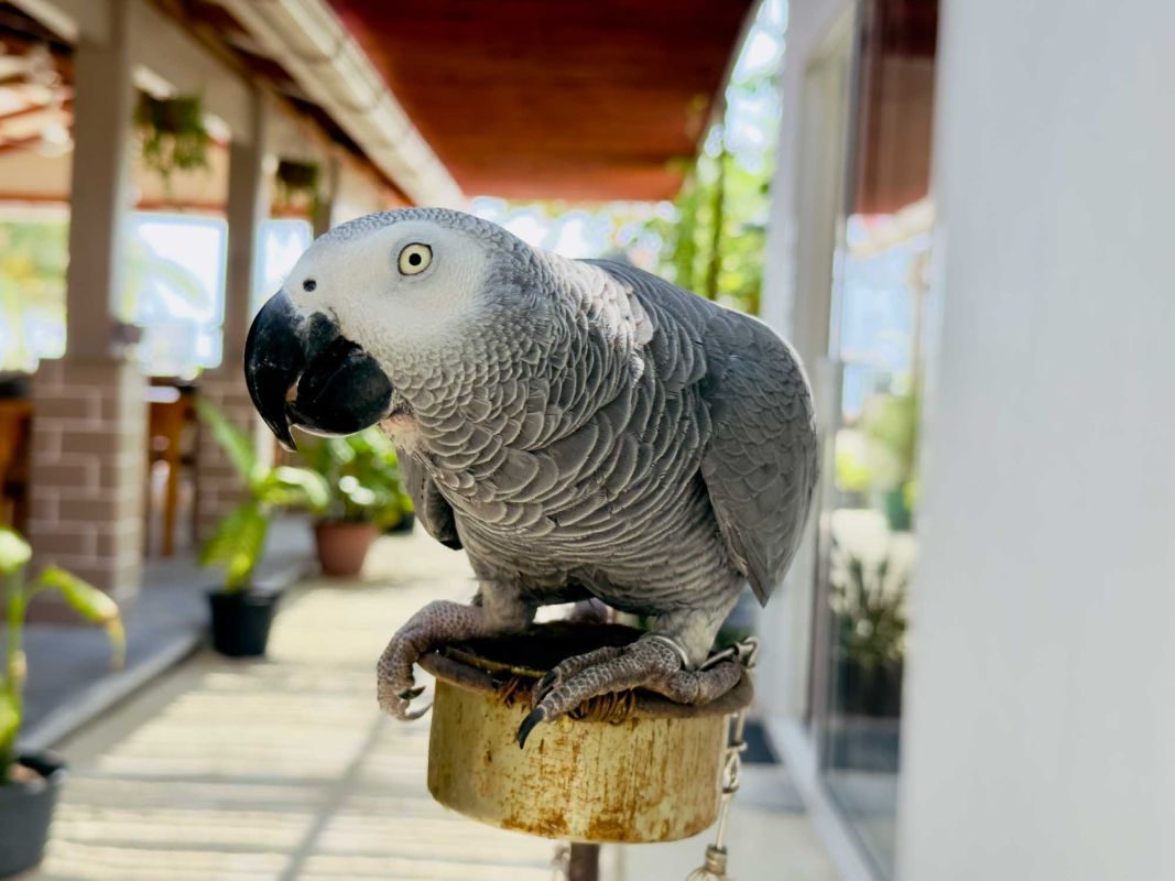 Triton Indian Restaurant