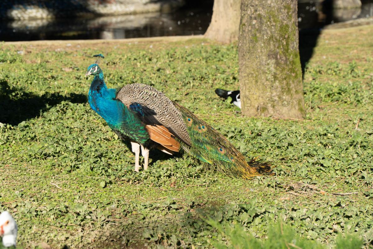 Птичий питомник