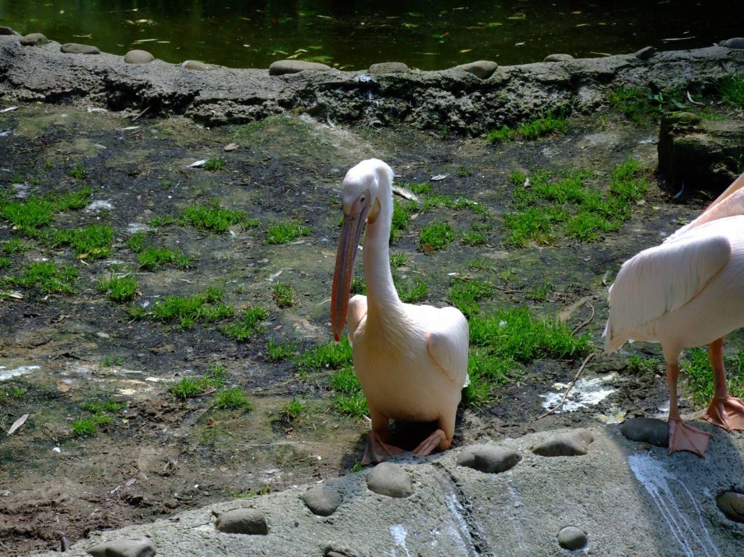 Краковский зоопарк