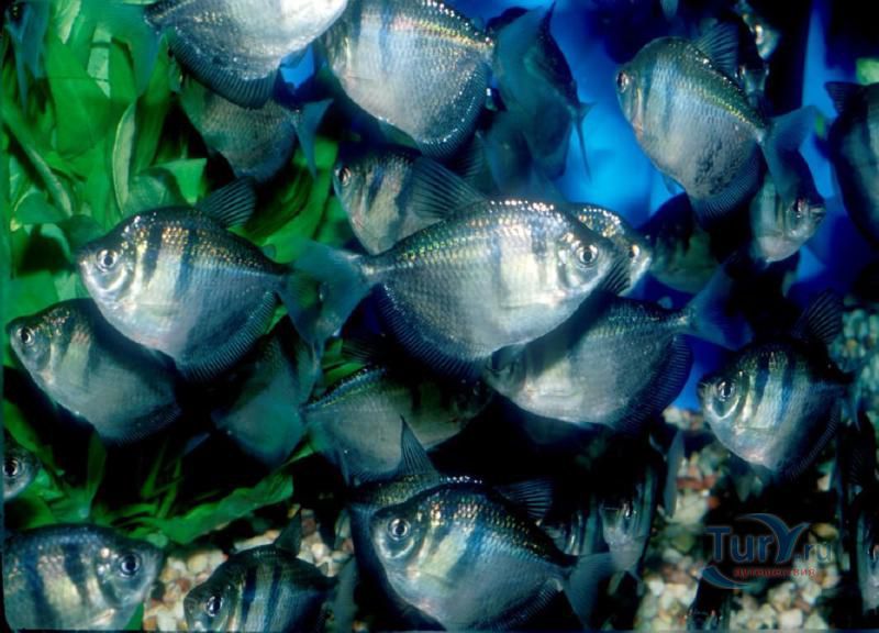 Батумский Аквариум