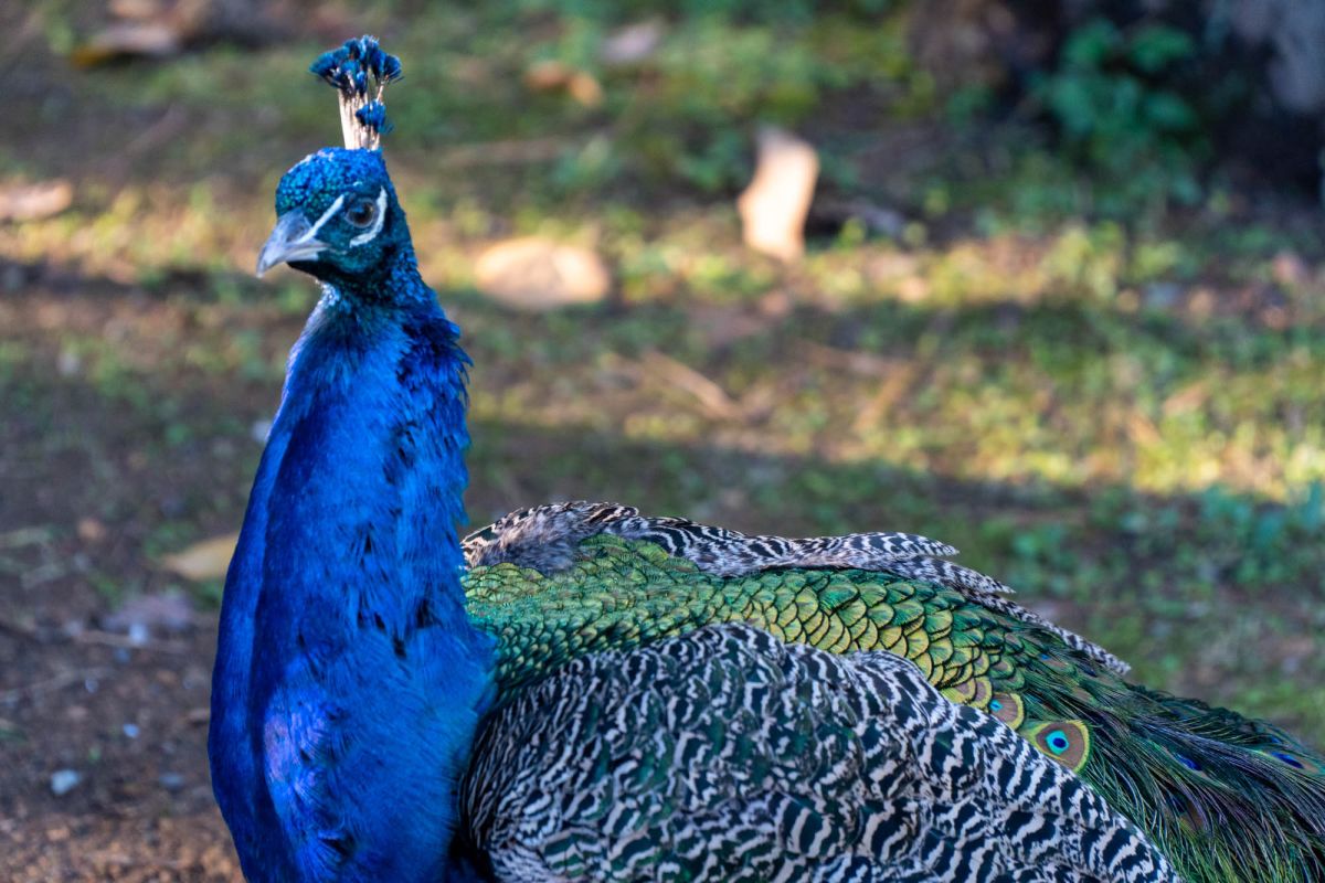 Птичий питомник