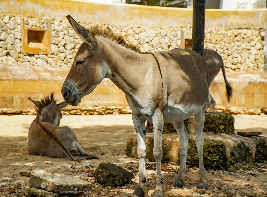 Ослиный заповедник