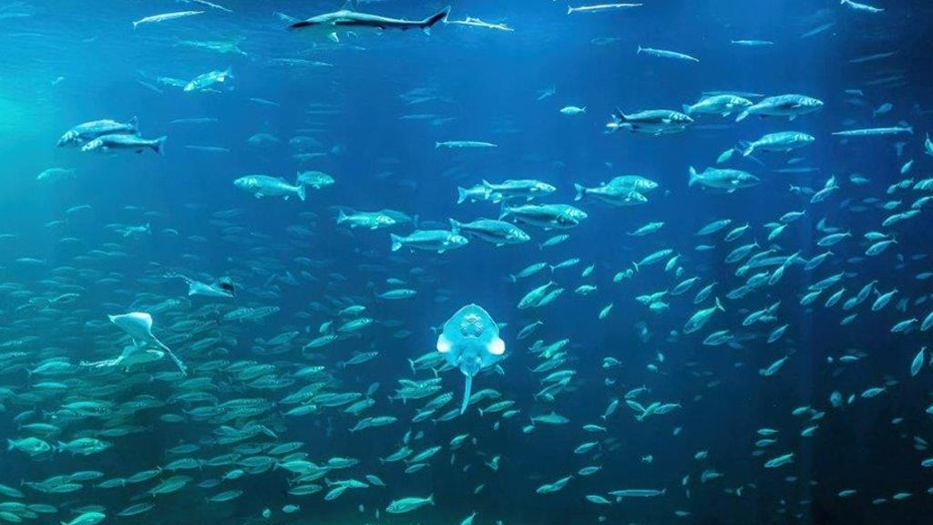 Океанариум Северного моря