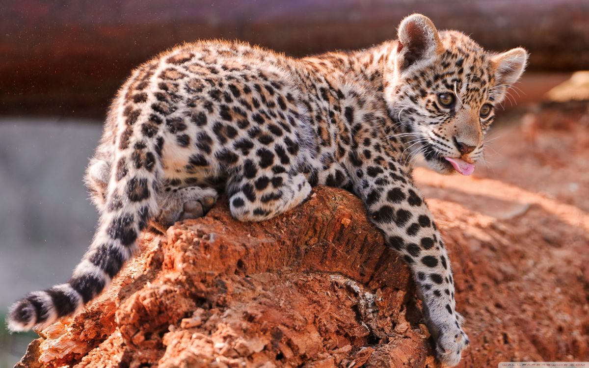 Братиславский зоопарк