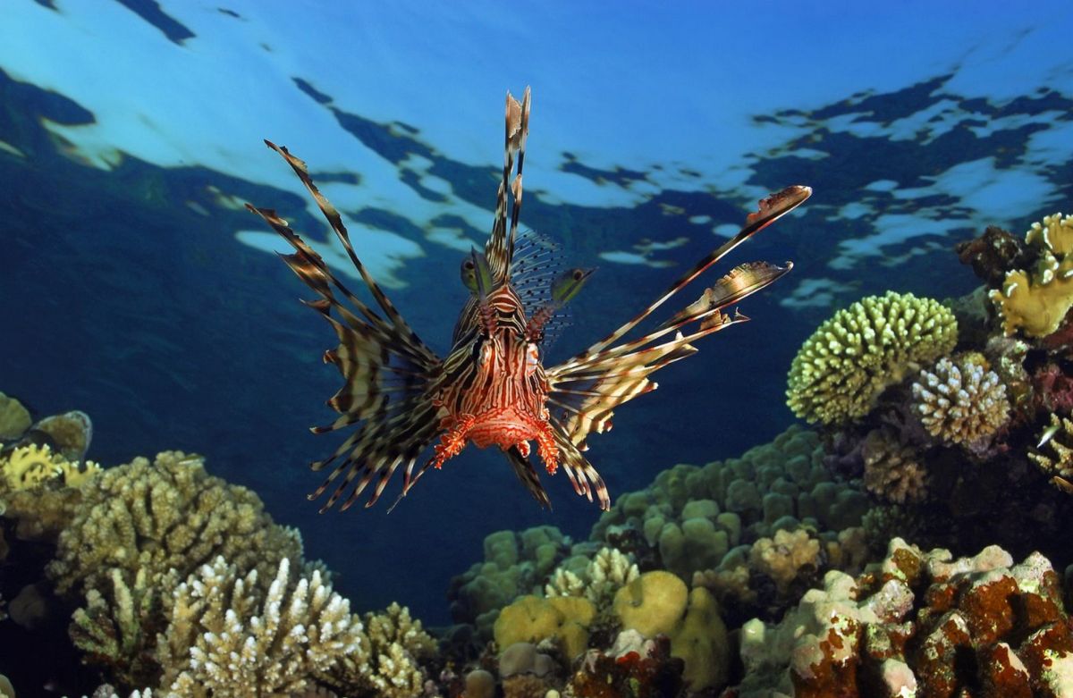 Дайв-сайт Gabr El Bint на юге Дахаба