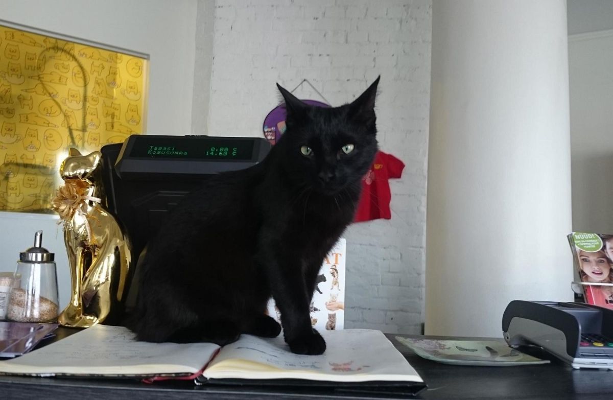 Кошачье кафе Nurri